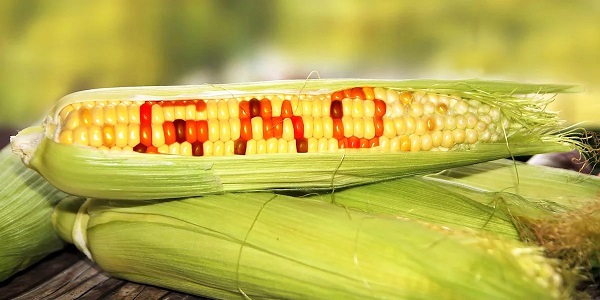 gmo-corn