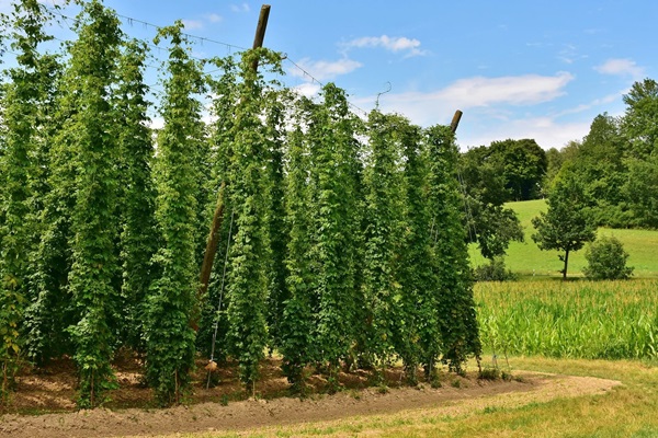 hops-3542602_1920