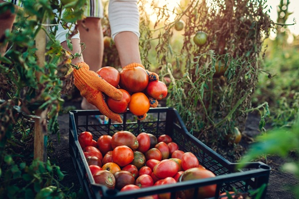 initial-adobestock288676847agriculture1
